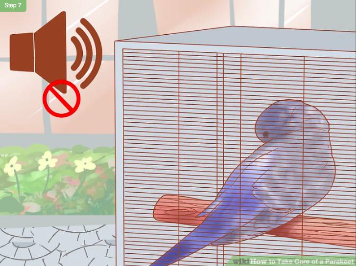 怎么照顾虎皮幼鸟,怎么照料小虎皮鹦鹉