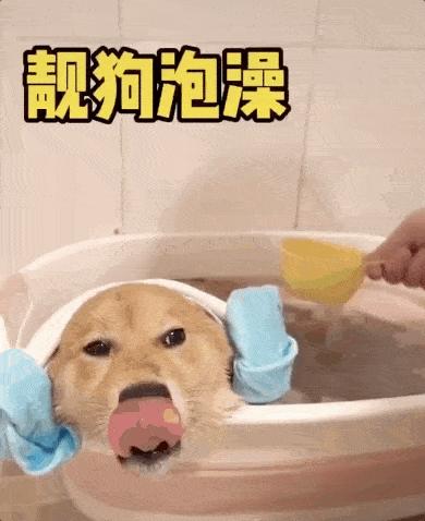 领养狗狗领什么狗最好 (领养和购买宠物狗的区别)