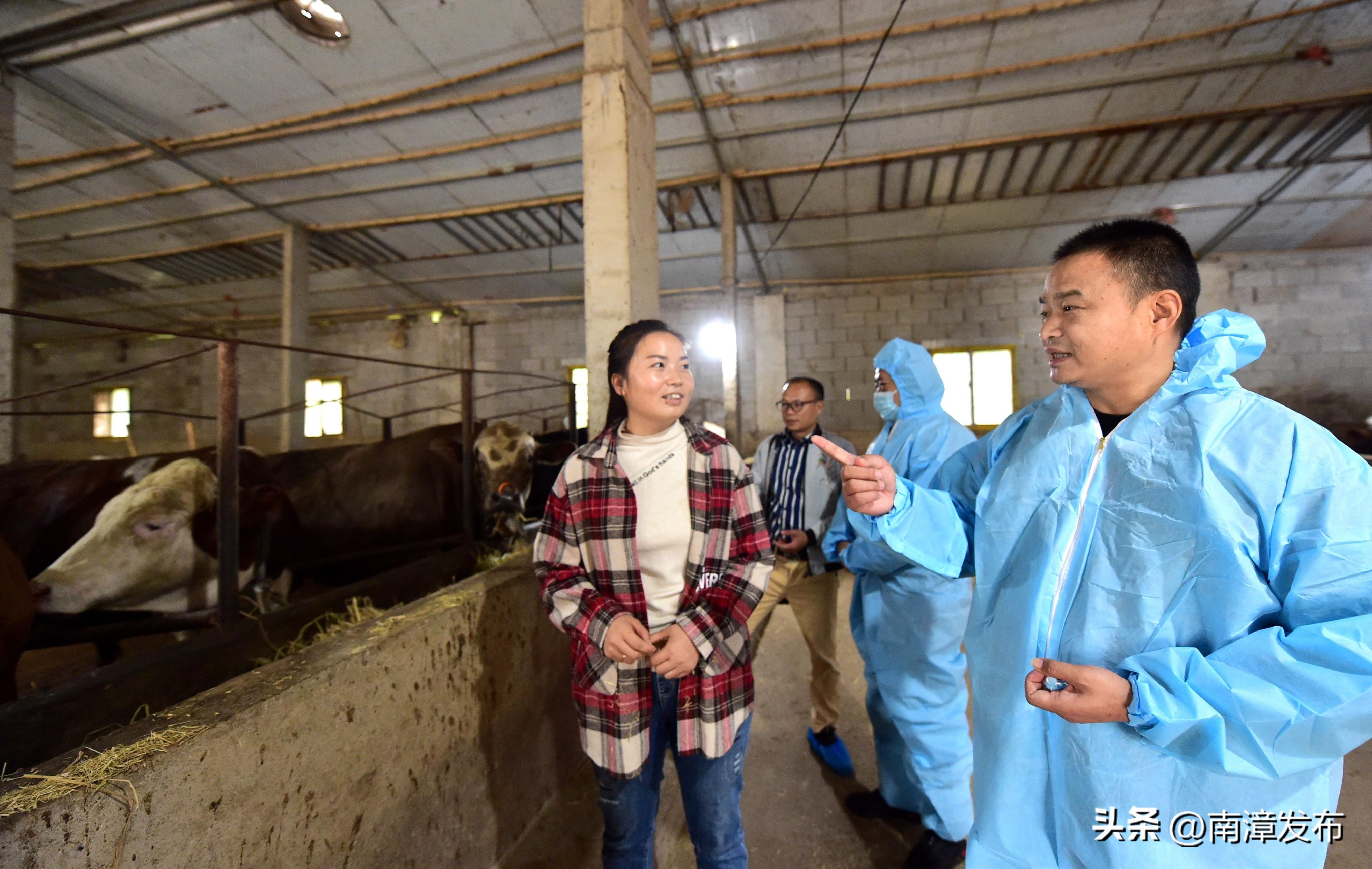 南漳县养牛养羊户,南漳县养羊的