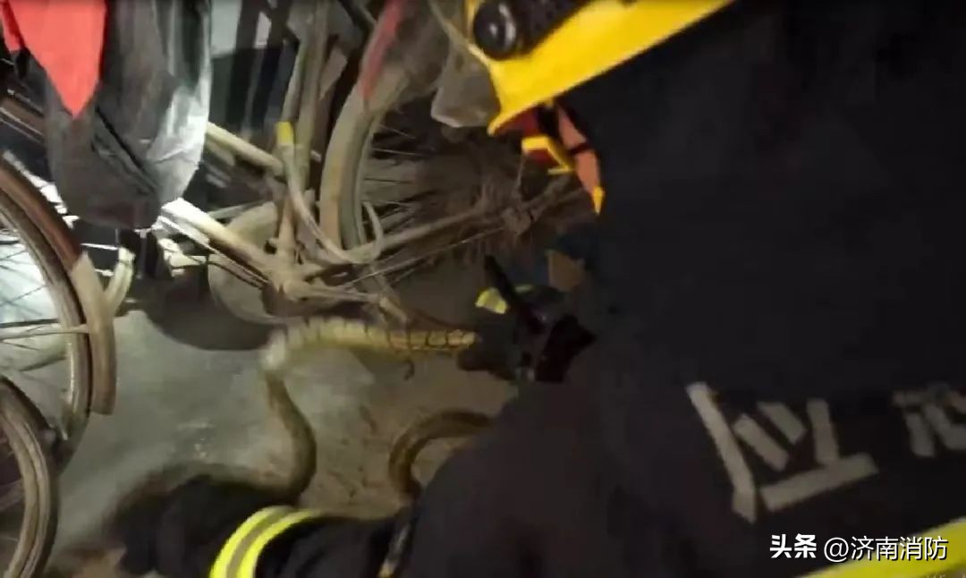 小区遇到“蜂”“蛇”别慌：绕开走，打119