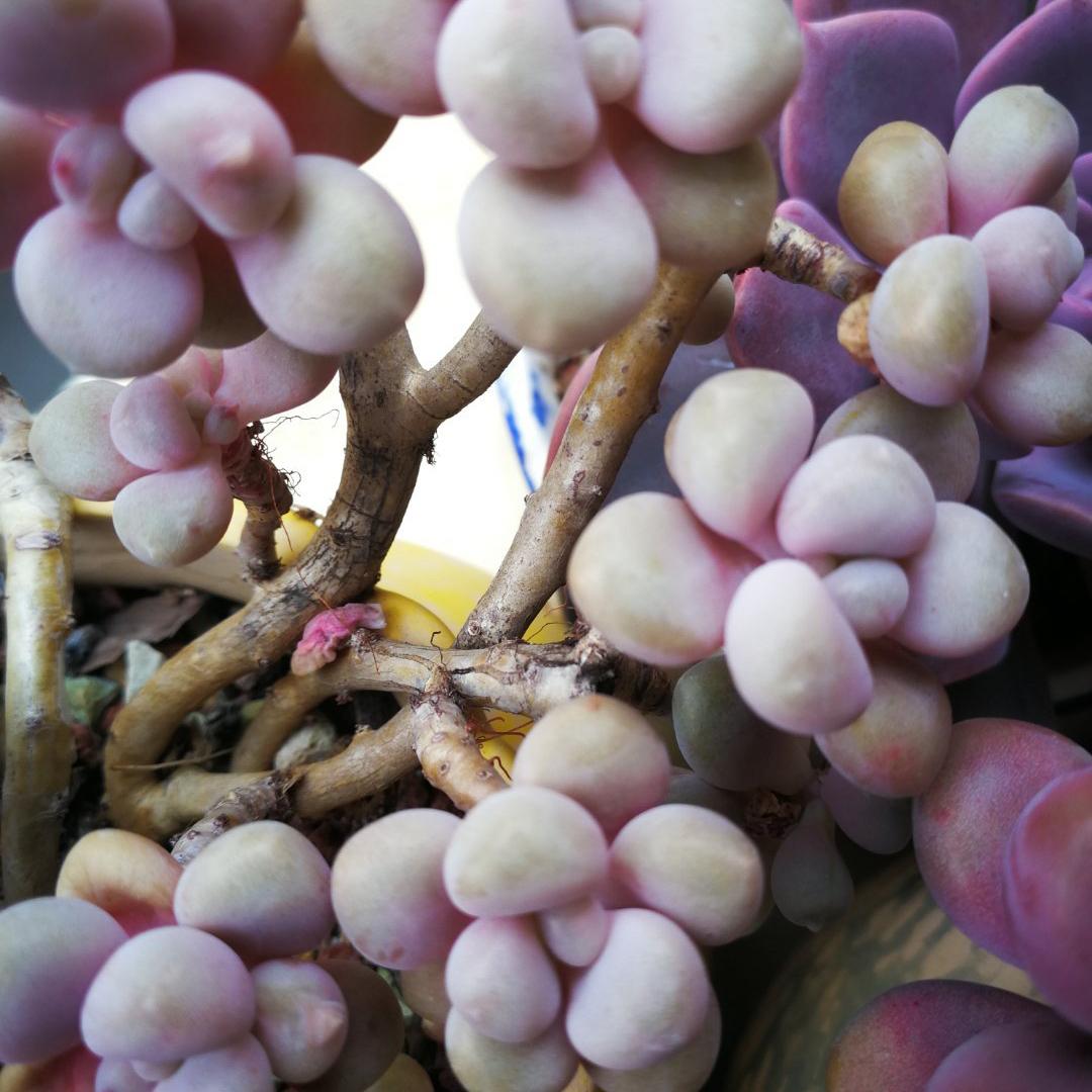 春天如何拯救掉光叶片的多肉,夏季要不要把多肉的枯叶去掉