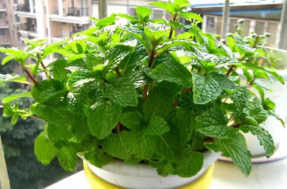 吸甲醛超强的十五种植物,新房如何种植去甲醛植物