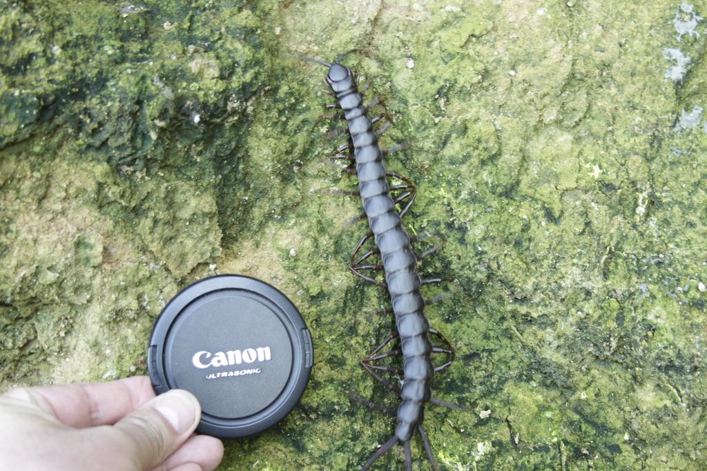 世界上已知的最大体型蜈蚣,世界上体型最长最大的蜈蚣