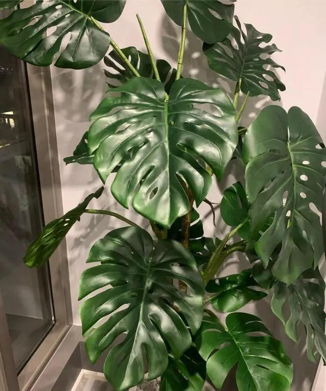 朝阳客厅绿植大叶,十件最适合在客厅养的易活绿植