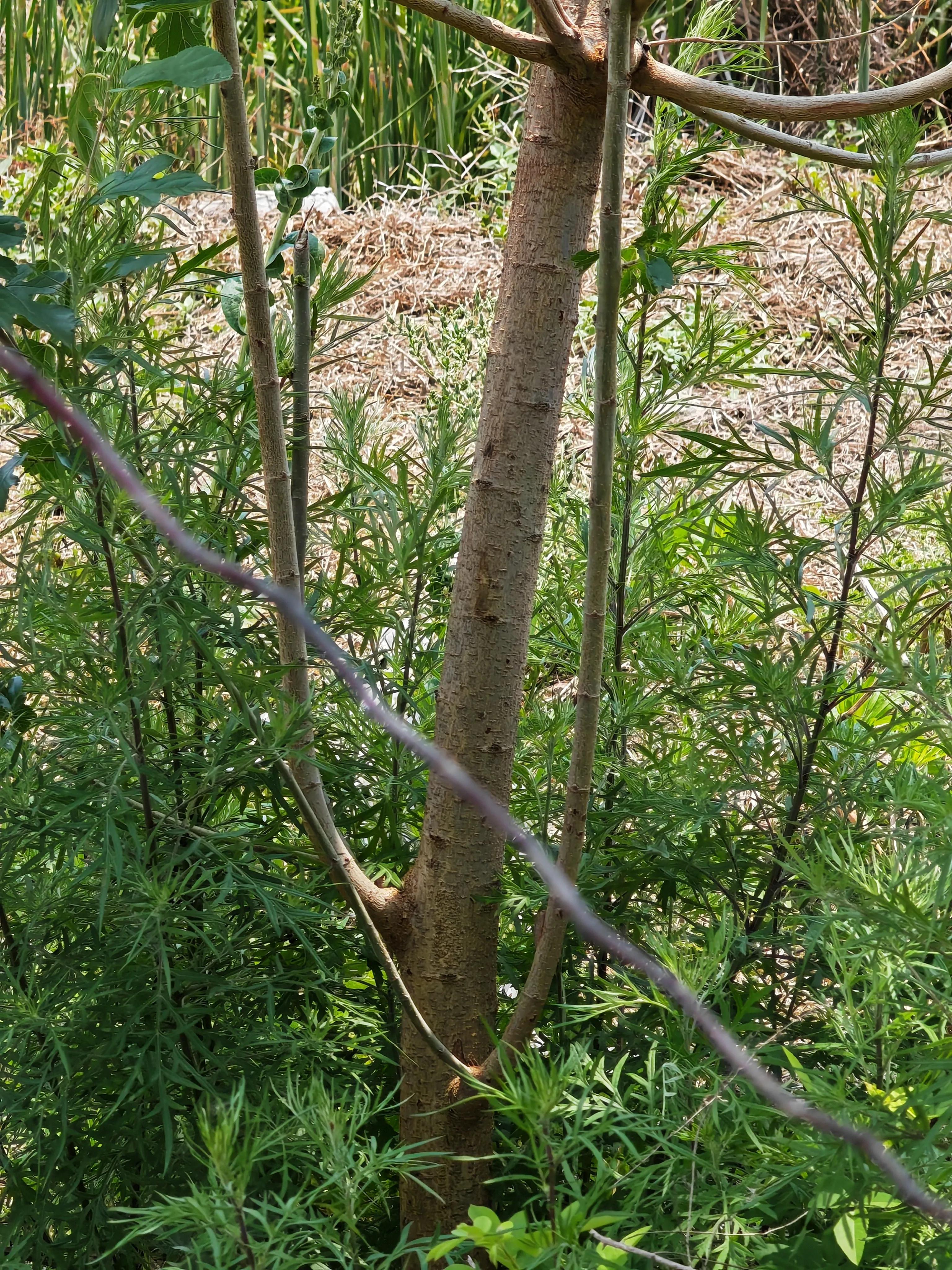 农村植物图解,农村的野生植物图