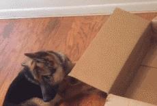 如何养好一只德牧,养德牧最省钱的方法