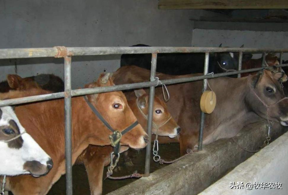 牛犊粪便带血是怎么回事,牛生完牛犊牛乳带血怎么治疗最好