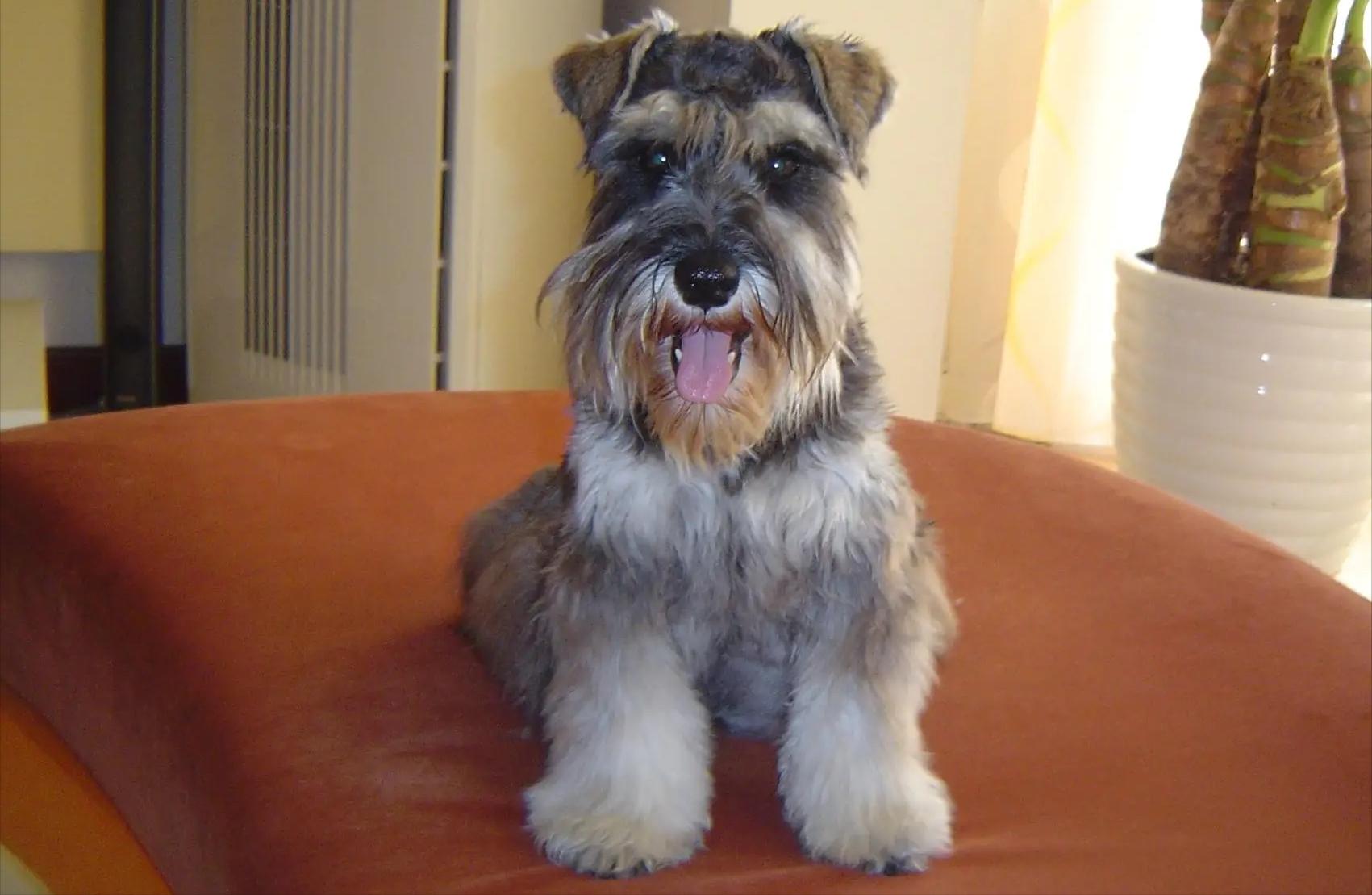 雪纳瑞和猫相处,雪纳瑞能和狸花猫一起养吗