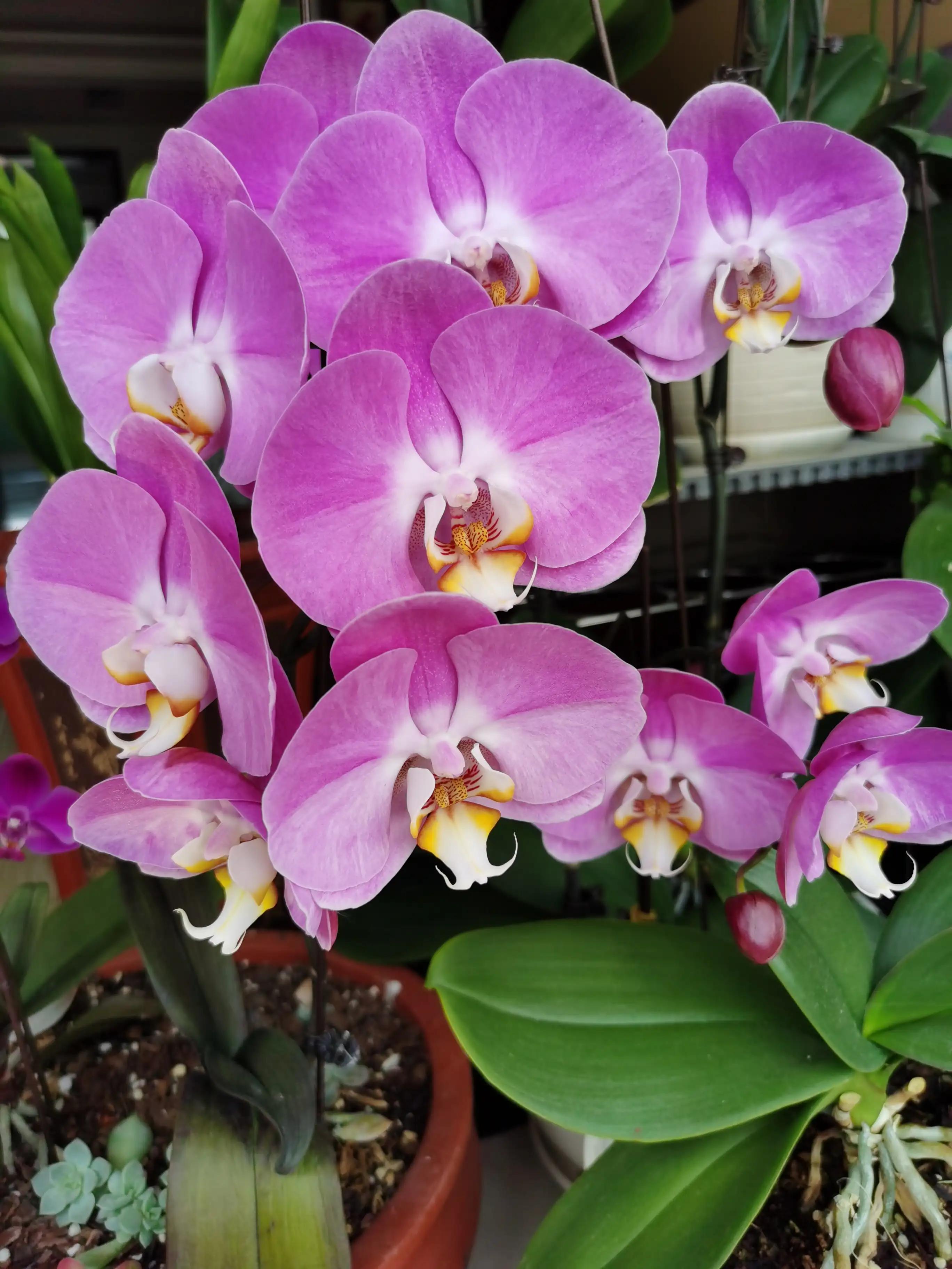 粉黛佳人水仙,紫水仙图片大全