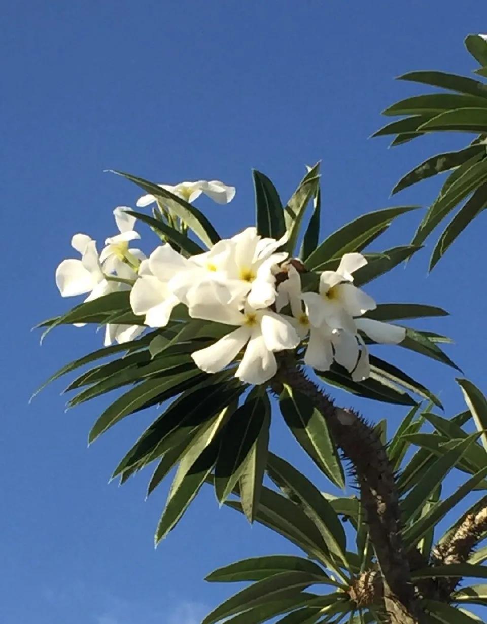 红花檵木叶子独特新生鲜红,旧叶暗红,开线形花花瓣细长如红彩带