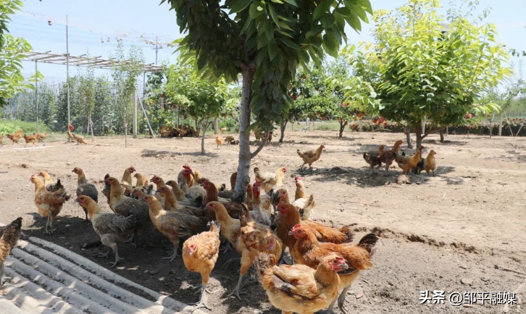 河北赵县规模化蛋鸡养殖助农增收,老河口薛集绿壳蛋鸡养殖