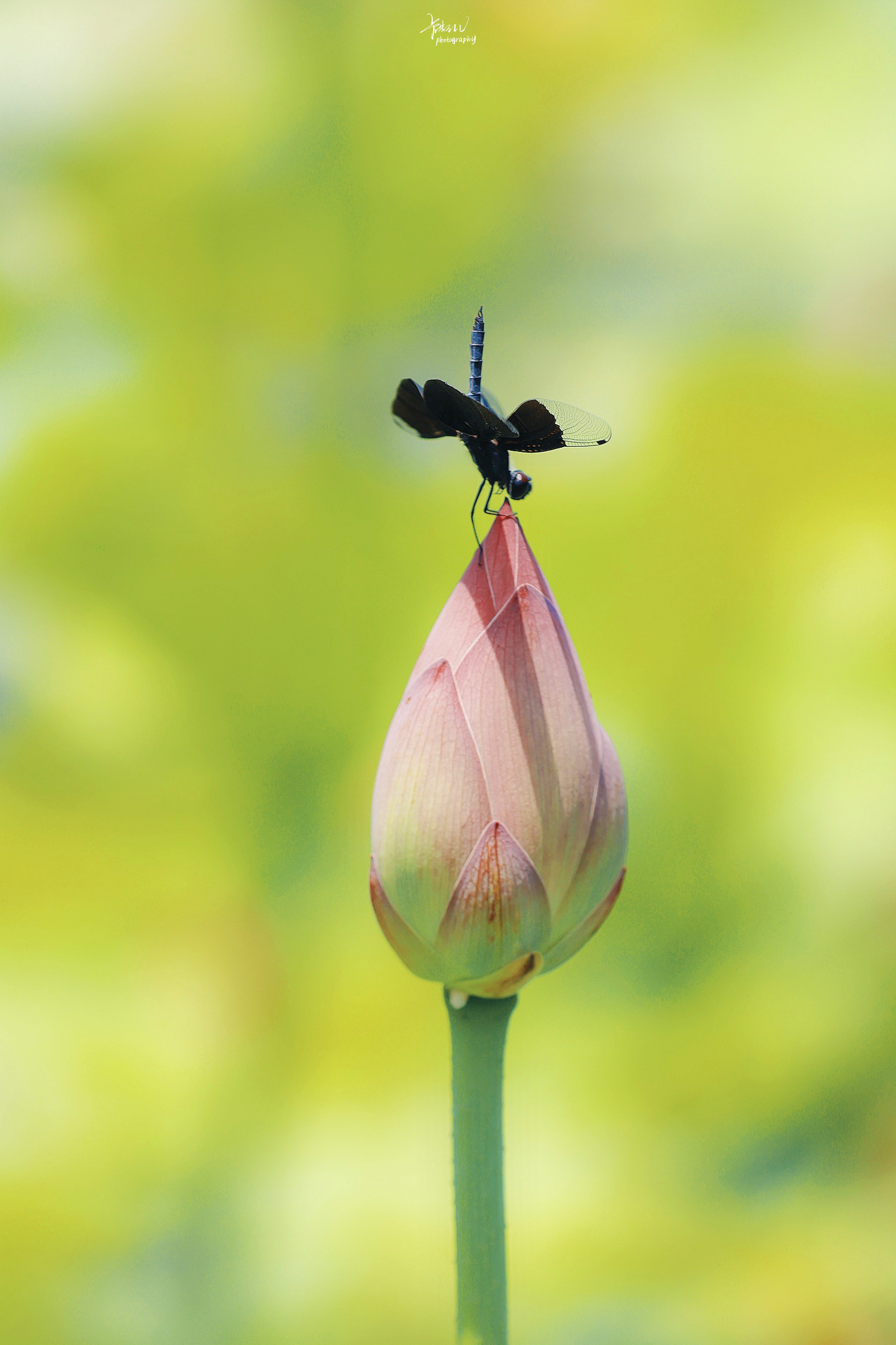 鑽疯姳鎽勫奖浣滃搧鍏ㄩ泦,鑽疯姳鎽勫奖浣滃搧閲戝