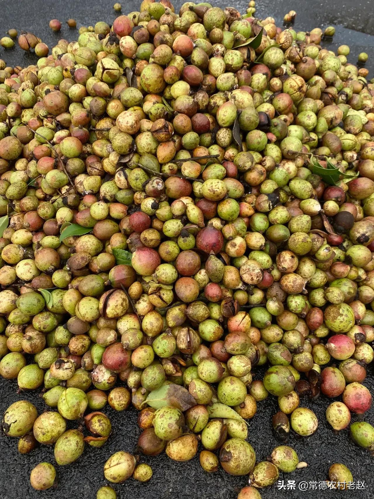 茶籽油发展前景如何,茶籽油为什么有价无市