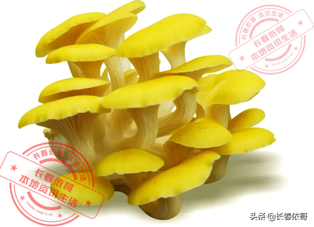 东北榛蘑排名前十的蘑菇,山珍长白山特产榆黄蘑