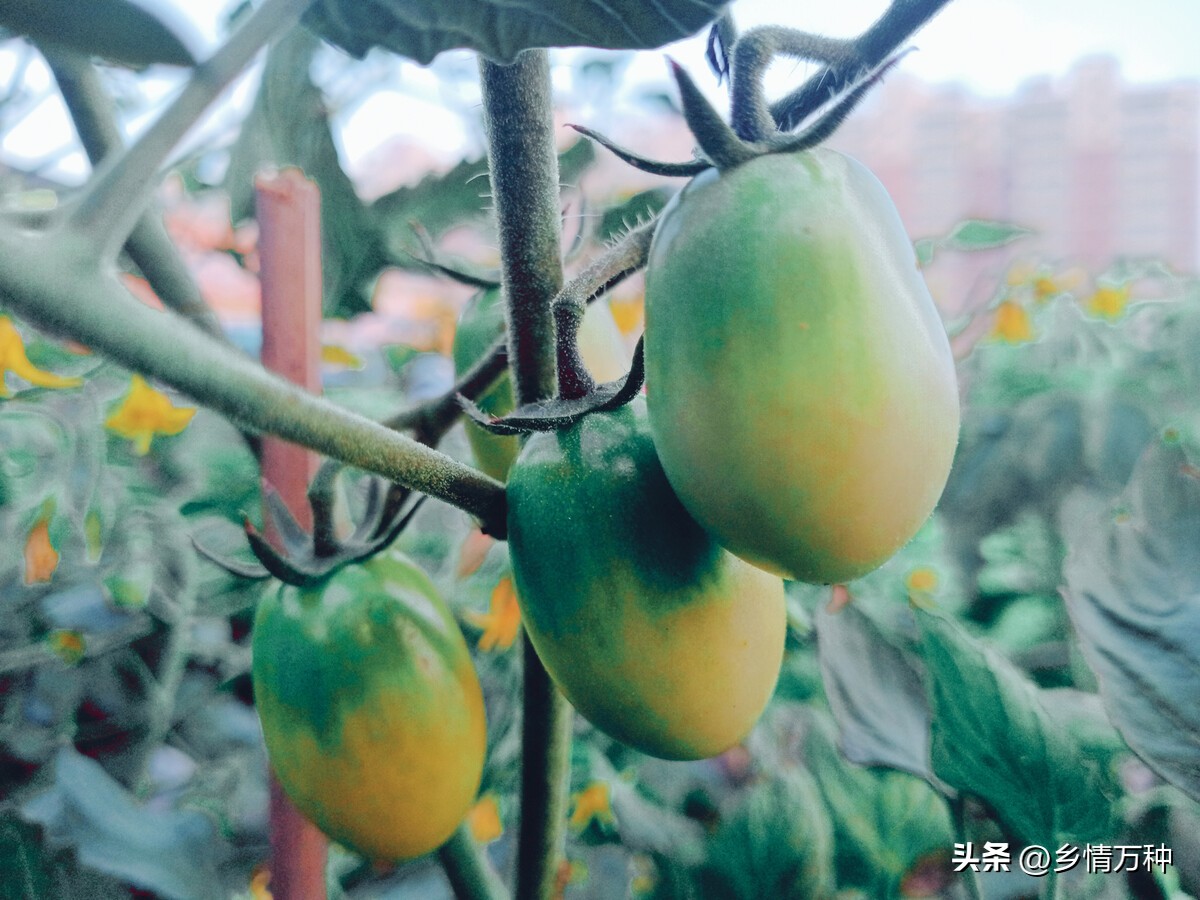 水果种植小技巧果园,新鲜水果的种植技术与管理