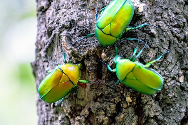 乡土散文消失的村庄,乡土散文朗诵