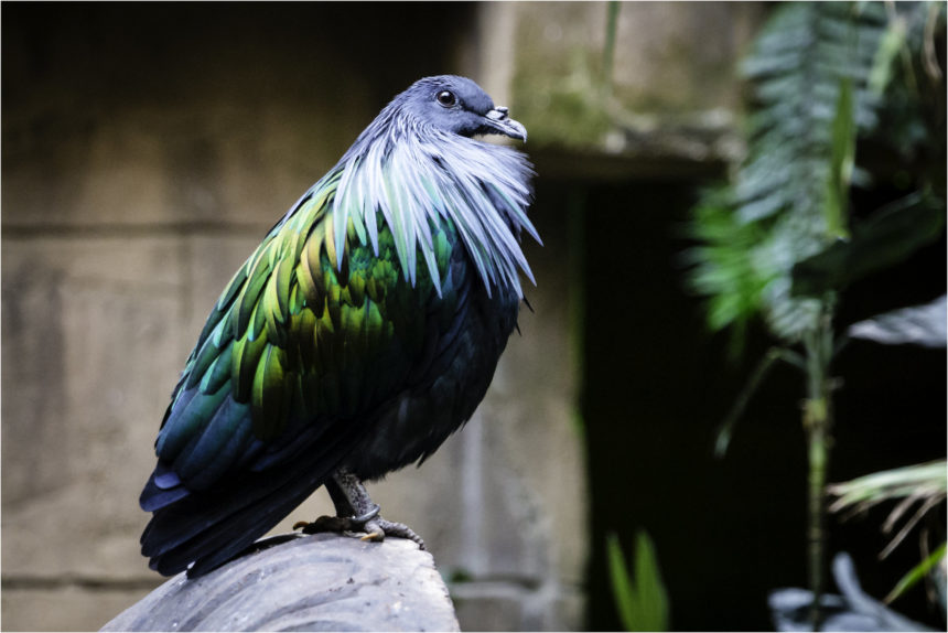 关于鸽子的15个冷知识,小鸽子小常识