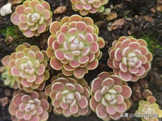 植物中的捕猎高手,植物界的捕猎大师