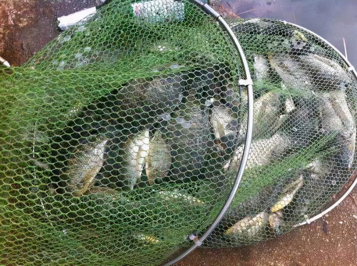 在美国很受欢迎的罗非鱼刺少肉多,美国罗非鱼刺少肉多