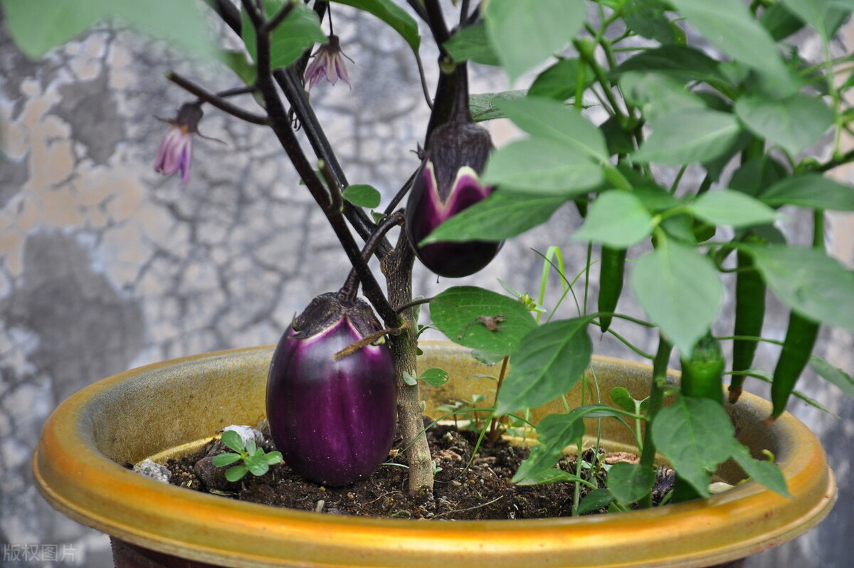 阳台种茄子种植方法 (阳台种茄子怎样才能长好)