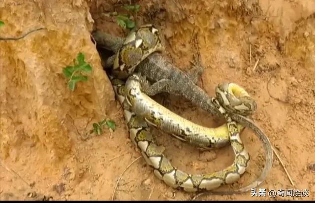 凶残的动物捕猎现场,盘点动物捕猎瞬间的迷惑行为