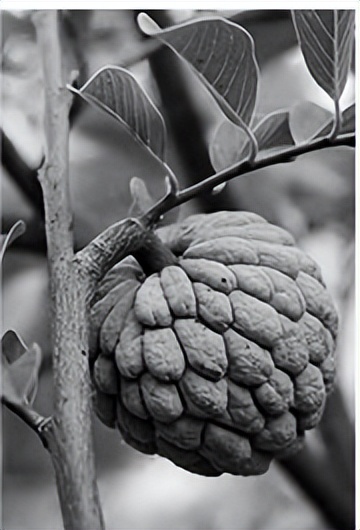 番荔枝要人工传粉吗,番荔枝来自哪里