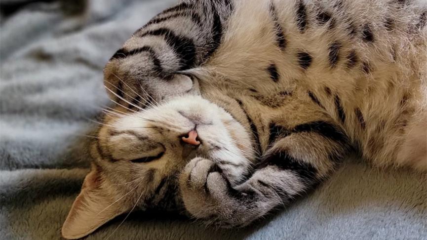 猫自己在家会不会孤独,猫自己在家会无聊吗