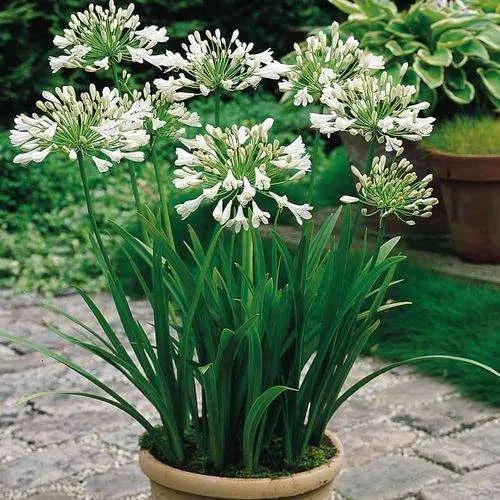 100种迷人的“数字花”,从零到一百万,真是太神奇了