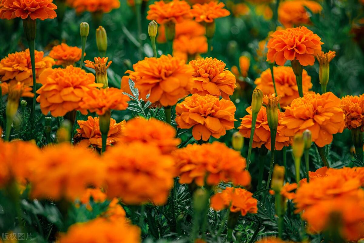 美人花种植方法,适合秋天播种的时令花