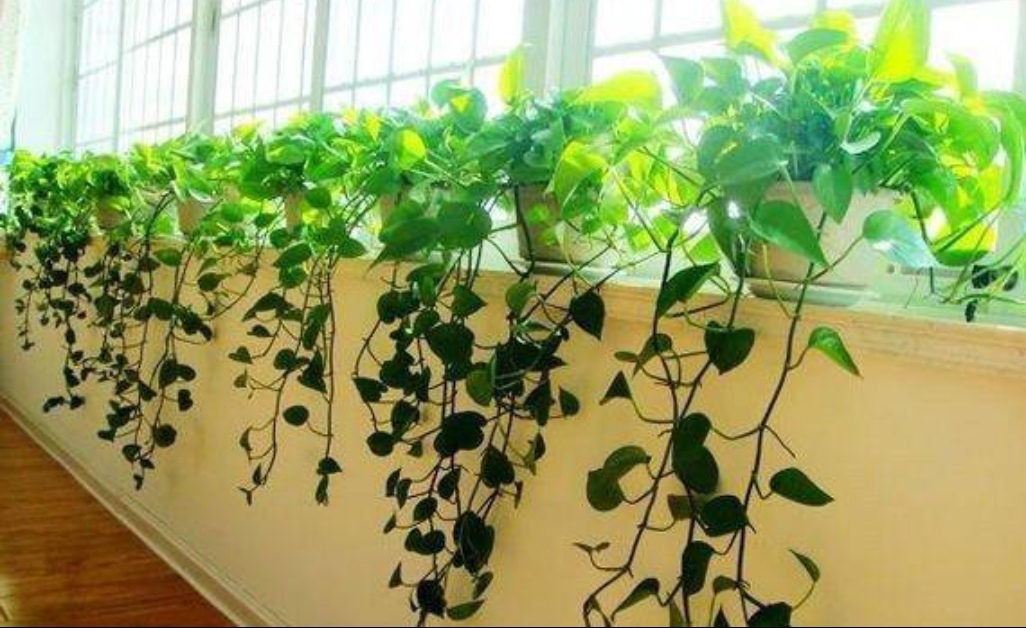 天冷绿萝蔫了怎么办,天冷绿萝能浇水吗