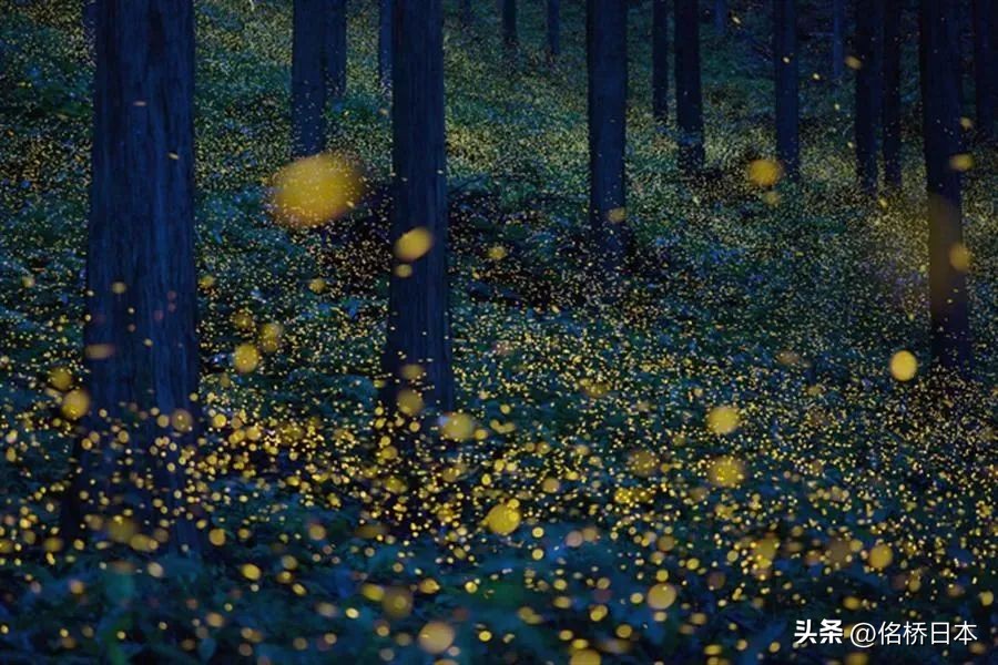 在最浪漫的时节抵达日本会变得幸运呢