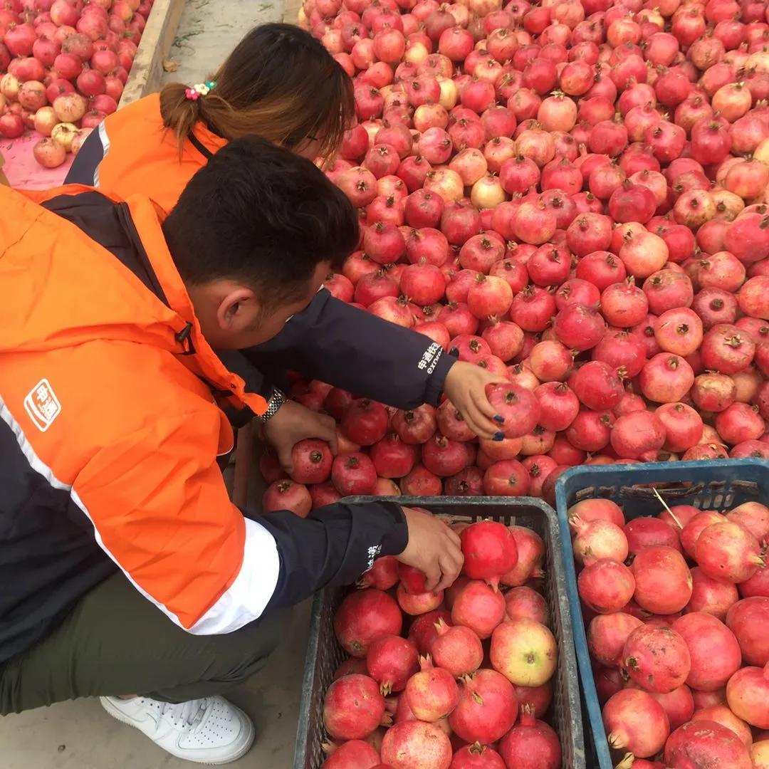 让家乡特产走向全国，她用十三载点亮申通最西部网点