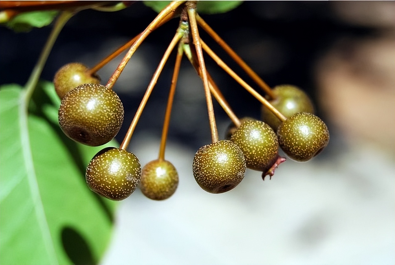 彩叶豆梨10-12公分最新报价,浙江彩叶豆梨多少钱一棵