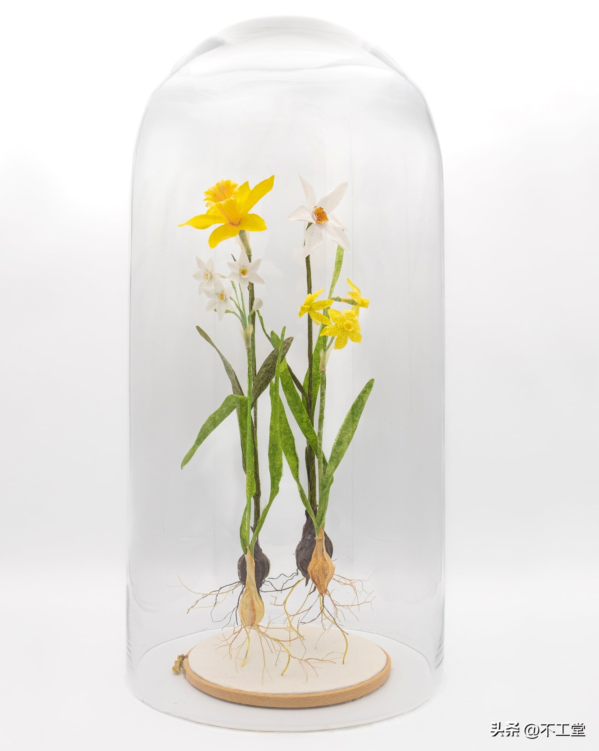 手工压花康乃馨植物标本,中学生手工植物标本