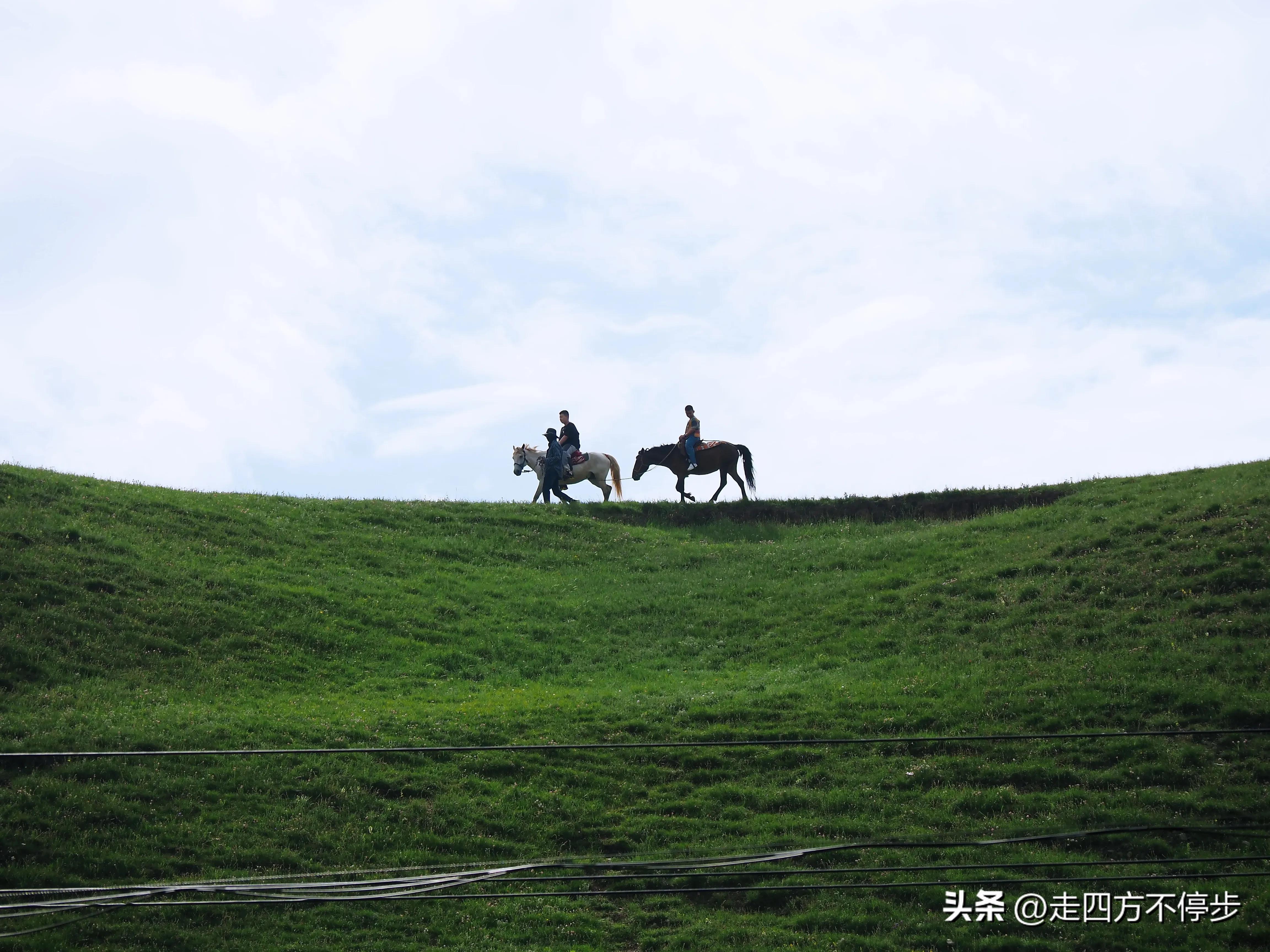 甘南自驾游桑科草原下一站,甘南桑科草原高清精美视频
