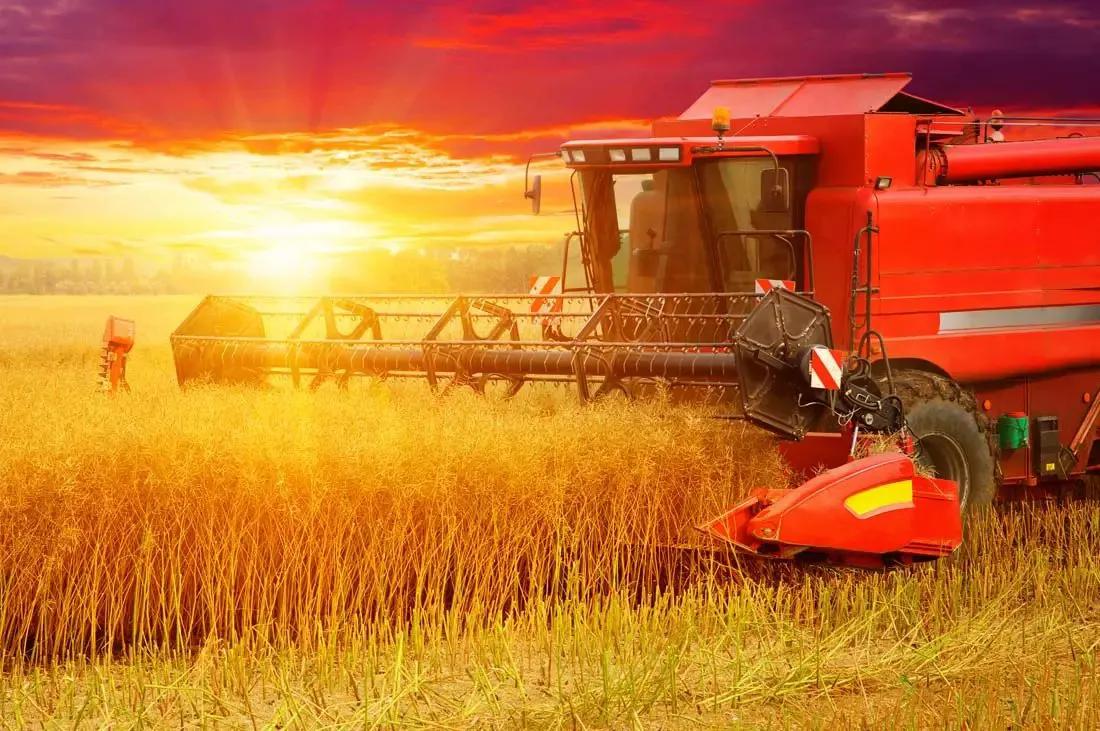 野菊杨万里,野菊花歌词