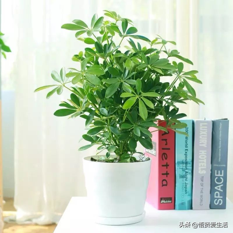 吸甲醛最好的10种花,种什么花可以消除甲醛和苯