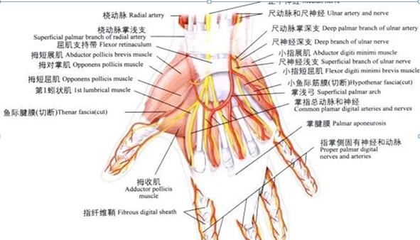 小孩手指割了一个很深的口子,小孩手上割一个小口子就好了