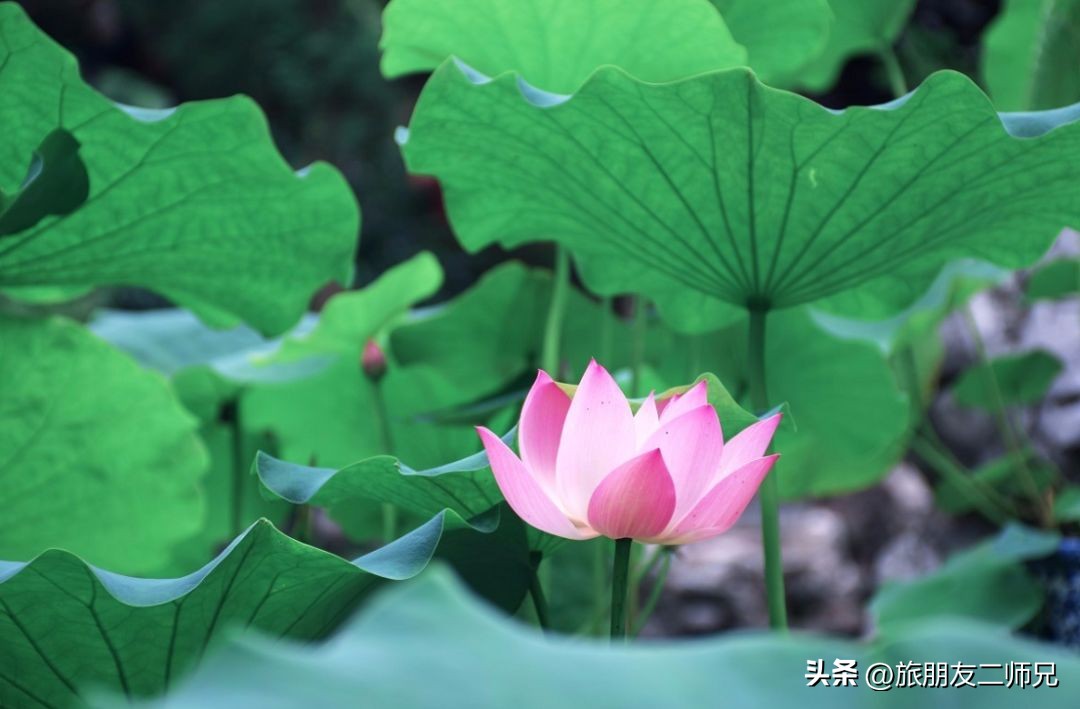 佛山广州两天两夜游玩攻略,佛山去南海湾森林公园