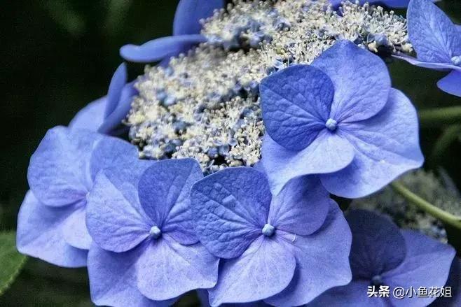 有一种花很好看但是很臭,名字很难听却很漂亮的花