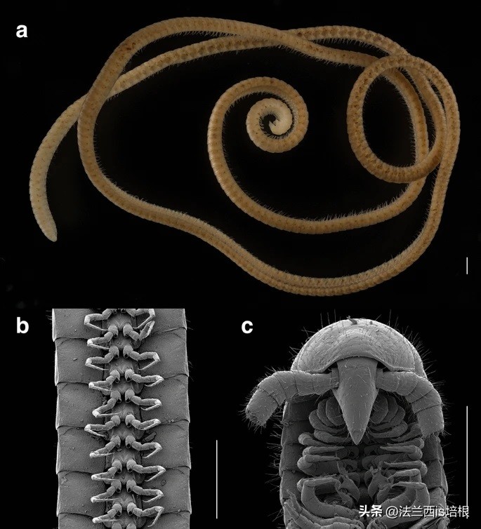 头皮发麻！哈尔滨一村子一夜之间，有毒黑虫爬满街道，咬人咋办？