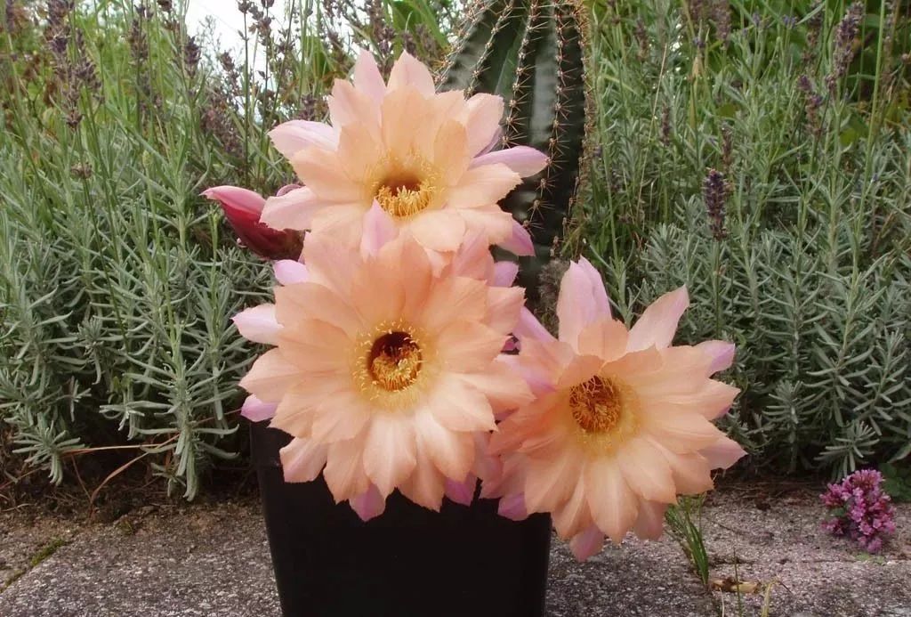 200种·仙人球开花图鉴，大开眼界，美到爆