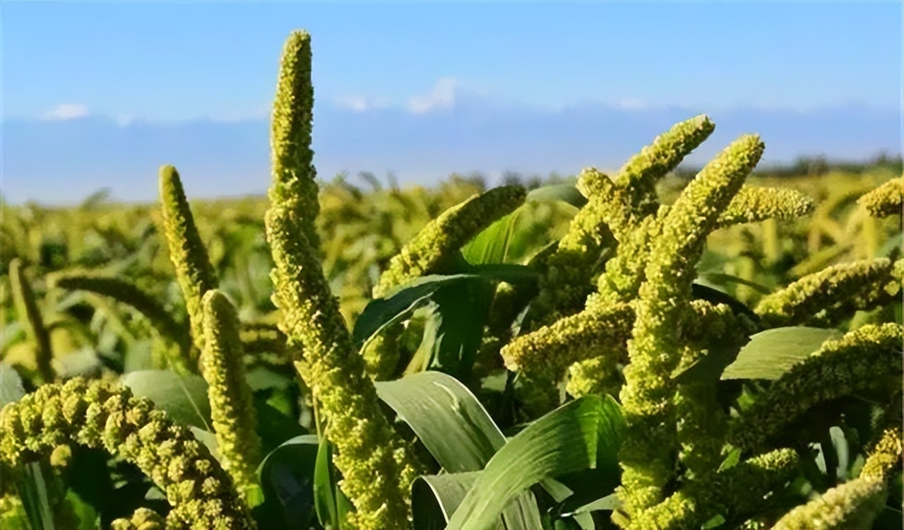 谷子的种植技术与管理课件,旱地谷子种植技术规范
