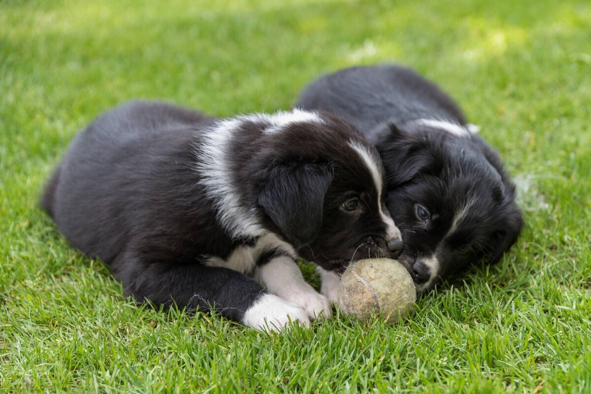 狗狗乳房有肿大，有硬块？看完就懂