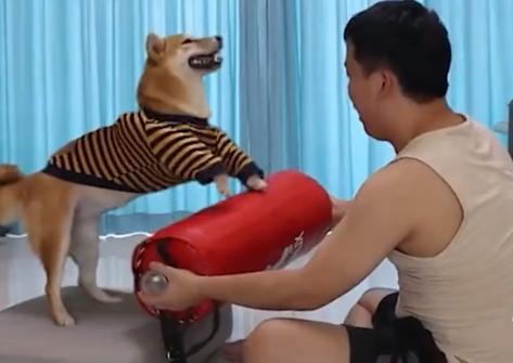 哆哆同学戏耍狗子,哆啦a梦同学会