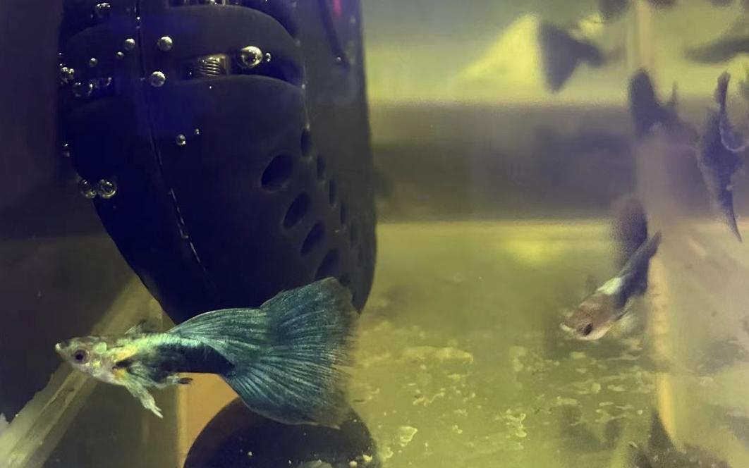 孔雀鱼白嘴是怎么回事,孔雀鱼的鱼病防治