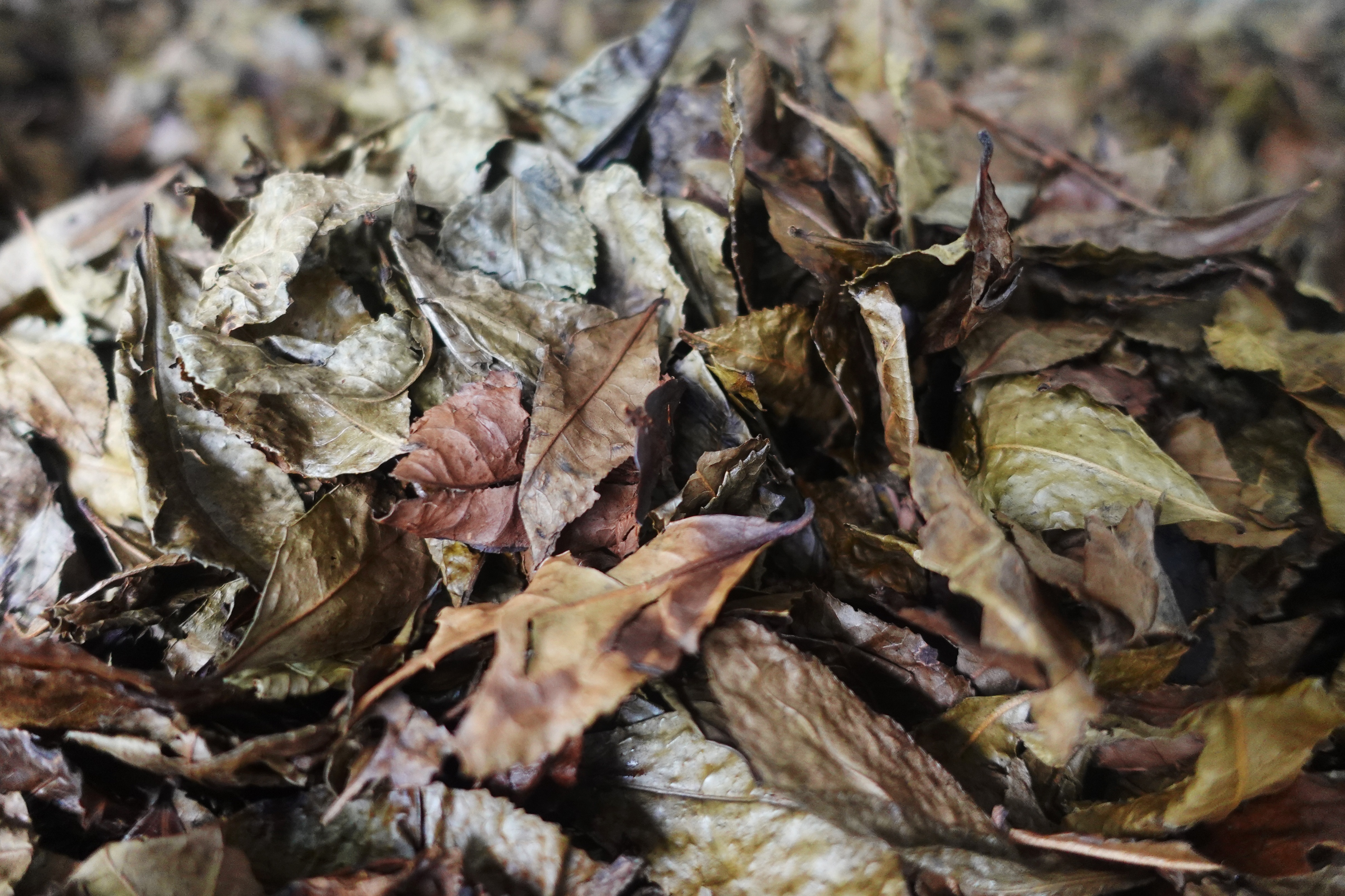 云南最高海拔的茶叶,海拔最高的茶叶产地在哪里