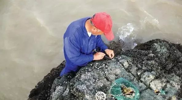 在浙江吃藤壶,还以为吞了个鬼手