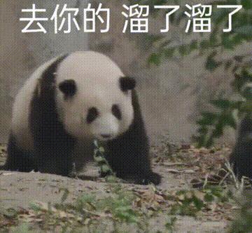 大熊猫花花和荷叶的温暖瞬间,国宝大熊猫和花萌萌哒瞬间