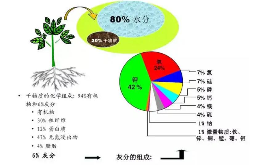 长在白蚁窝里的菌类,白蚁窝长什么蘑菇